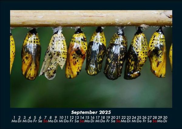 Produktbild: Bunte Pracht der Schmetterlinge 2025 Fotokalender DIN A5