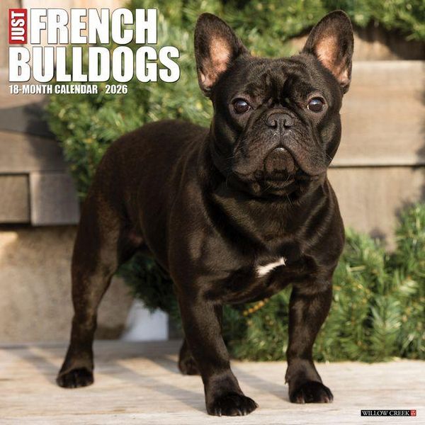 Produktbild: French Bulldogs 2026 Wall Calendar