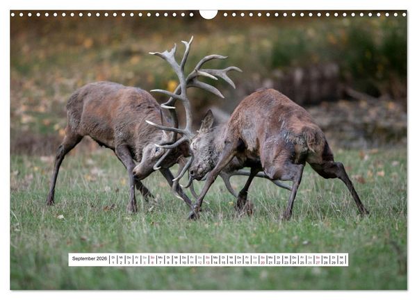 Produktbild: Faszination Hirschbrunft (Wandkalender 2026 DIN A3 quer), CALVENDO Monatskalender