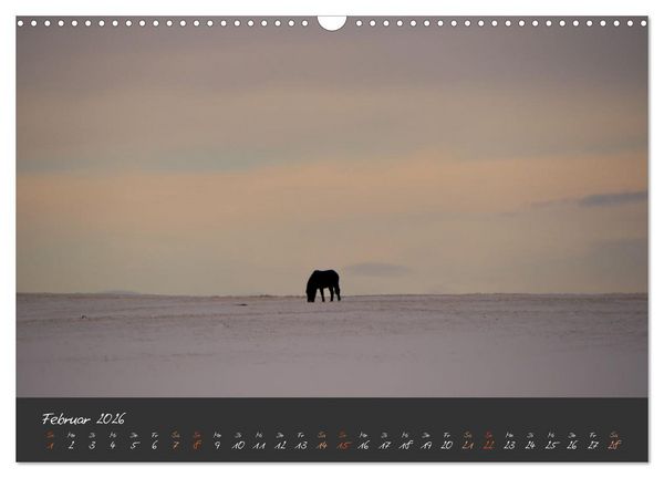 Produktbild: Islandpferde im Isi-Land (Wandkalender 2026 DIN A3 quer), CALVENDO Monatskalender