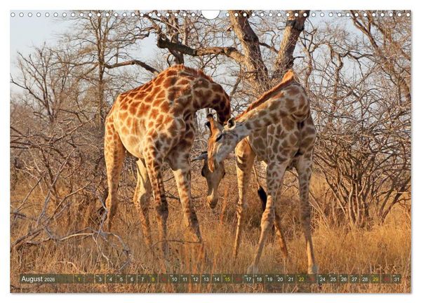 Produktbild: Giraffen - Sanftheit und Anmut (Wandkalender 2026 DIN A3 quer), CALVENDO Monatskalender