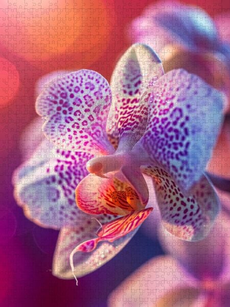 Produktbild: CALVENDO Puzzle Blick der Phalleanopsis | 1000 Teile Lege-Gr&ouml;&szlig;e 64x48cm Foto-Puzzle f&uuml;r gl&uuml;ckliche Stunden