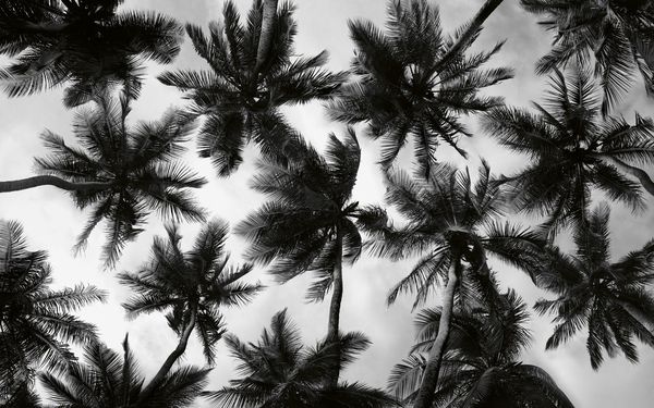 Produktbild: Brazil