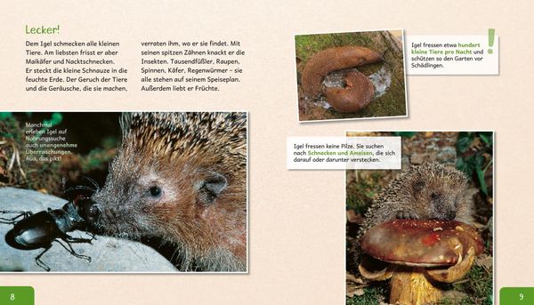 Produktbild: Meine große Tierbibliothek: Der Igel