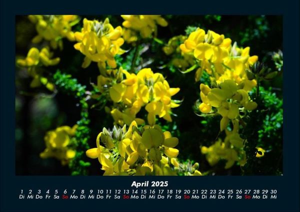 Produktbild: Blumenkalender 2025 Fotokalender DIN A4
