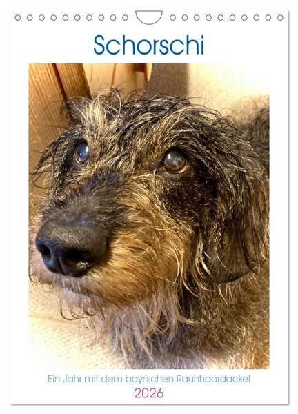 Schorschi – Ein Jahr mit dem bayrischen Rauhhaardackel (Wandkalender 2026 DIN A4 hoch), CALVENDO Monatskalender