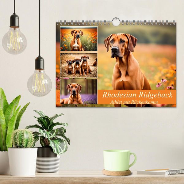 Produktbild: Rhodesian Ridgeback - Athlet mit R&uuml;ckenkamm (Wandkalender 2026 DIN A4 quer), CALVENDO Monatskalender