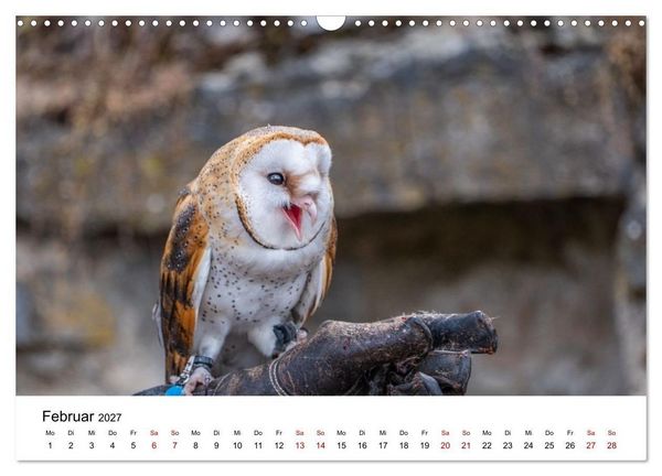 Produktbild: Greifv&ouml;gel in Aktion - Dynamische Flugbilder und Portr&auml;ts (Wandkalender 2027 DIN A3 quer), CALVENDO Monatskalender