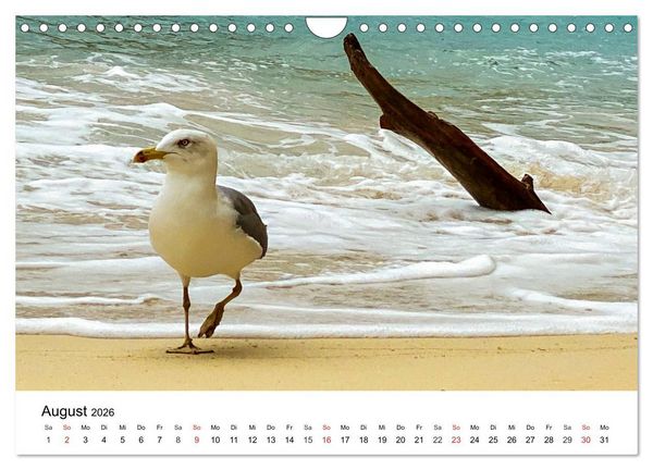 Produktbild: Wandern auf Menorca (Wandkalender 2026 DIN A4 quer), CALVENDO Monatskalender