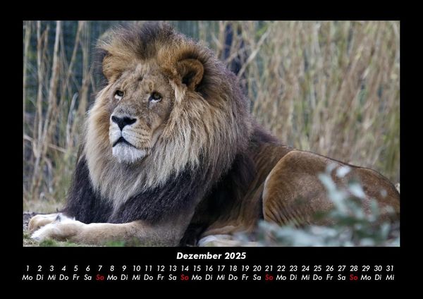 Produktbild: L&ouml;wen in der Wildnis 2025 Fotokalender DIN A3