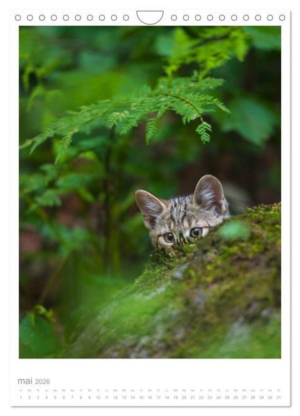 Produktbild: Chats forestiers (Calendrier mural 2026 DIN A4 horizontal), CALVENDO calendrier mensuel
