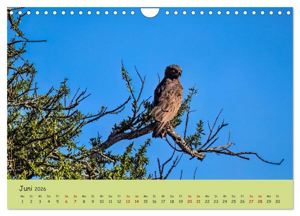 Produktbild: Gefiederte Sch&ouml;nheiten Ostafrikas (Wandkalender 2026 DIN A4 quer), CALVENDO Monatskalender