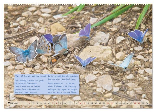 Produktbild: GEOclick Lernkalender: Steckbriefe einheimischer Schmetterlinge (Wandkalender 2026 DIN A2 quer), CALVENDO Monatskalender