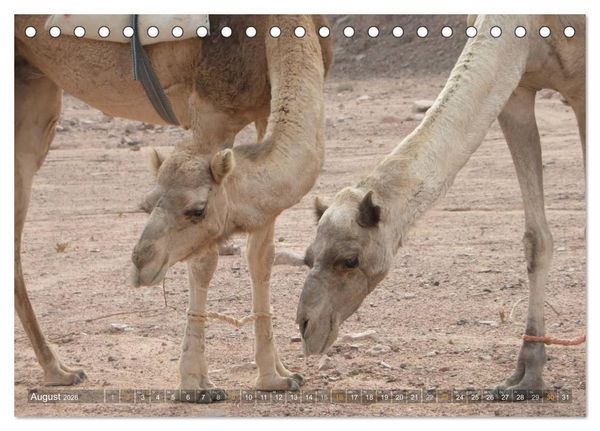 Produktbild: Impressionen Kameltrekking Sinai 2026 (Tischkalender 2026 DIN A5 quer), CALVENDO Monatskalender