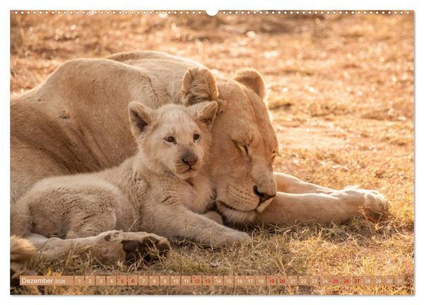 Produktbild: Die Welt der L&ouml;wen (hochwertiger Premium Wandkalender 2026 DIN A2 quer), Kunstdruck in Hochglanz