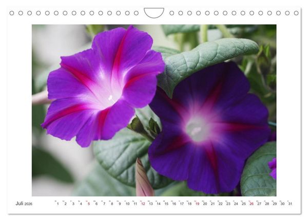 Produktbild: Bl&uuml;ten eines Sommers (Wandkalender 2026 DIN A4 quer), CALVENDO Monatskalender