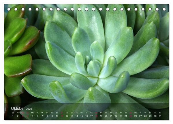 Produktbild: Sukkulenten in Haus und Garten (Tischkalender 2026 DIN A5 quer), CALVENDO Monatskalender