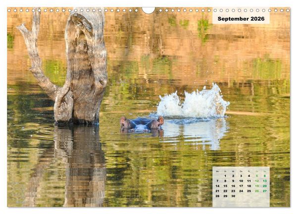 Produktbild: Nilpferde, Kolosse im Wasser (Wandkalender 2026 DIN A3 quer), CALVENDO Monatskalender