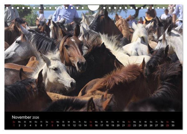 Produktbild: Caballos Spanische Pferde 2026 (Wandkalender 2026 DIN A4 quer), CALVENDO Monatskalender