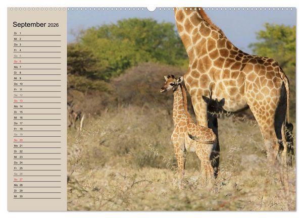 Produktbild: Afrikas wildes Kinderzimmer (Wandkalender 2026 DIN A2 quer), CALVENDO Monatskalender