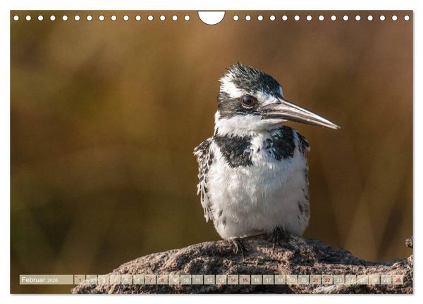 Produktbild: Chobe River - Eine spannende Flussfahrt in Botswana (Wandkalender 2026 DIN A4 quer), CALVENDO Monatskalender