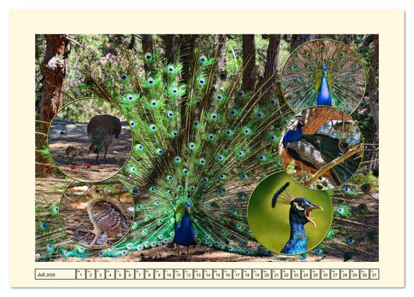 Produktbild: Natur und Kultur der Insel Kos (Tischkalender 2026 DIN A5 quer), CALVENDO Monatskalender