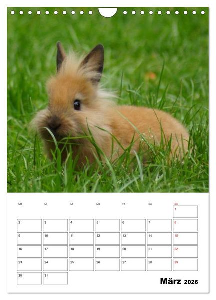 Produktbild: Kaninchen Terminplaner (Wandkalender 2026 DIN A4 hoch), CALVENDO Monatskalender