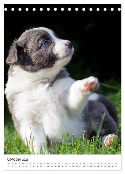 Produktbild: Border Collie Zuckerschnuten (Tischkalender 2026 DIN A5 hoch), CALVENDO Monatskalender