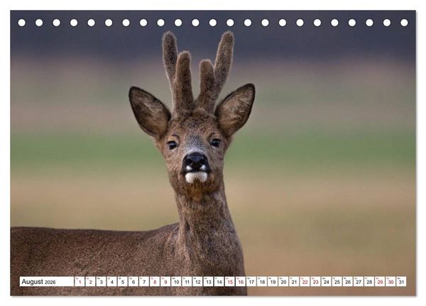 Produktbild: Anmut mit sanften Augen - Rehwild in der freien Natur (Tischkalender 2026 DIN A5 quer), CALVENDO Monatskalender