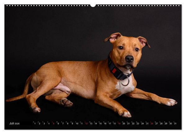 Produktbild: Pit Bull und Co. - Geliebt, gef&uuml;rchtet, missverstanden (hochwertiger Premium Wandkalender 2026 DIN A2 quer), Kunstdruck in Hochglanz