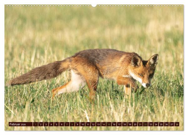 Produktbild: Zauberhafte Wesen - Reineke Fuchs und Meister Lampe (hochwertiger Premium Wandkalender 2026 DIN A2 quer), Kunstdruck in Hochglanz