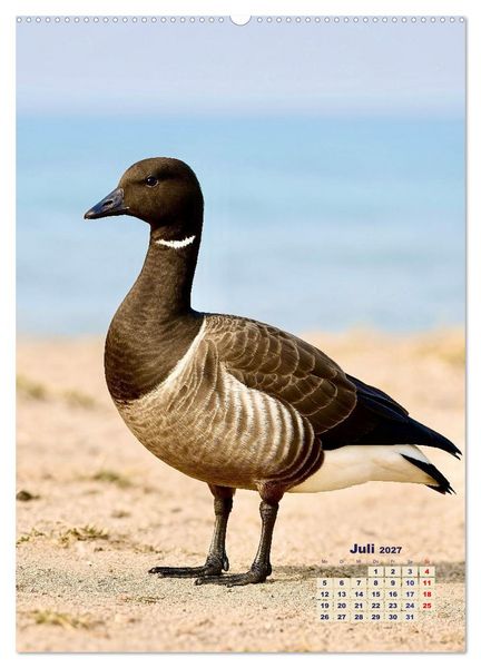 Produktbild: Seev&ouml;gel an der Nordsee (hochwertiger Premium Wandkalender 2027 DIN A2 hoch), Kunstdruck in Hochglanz