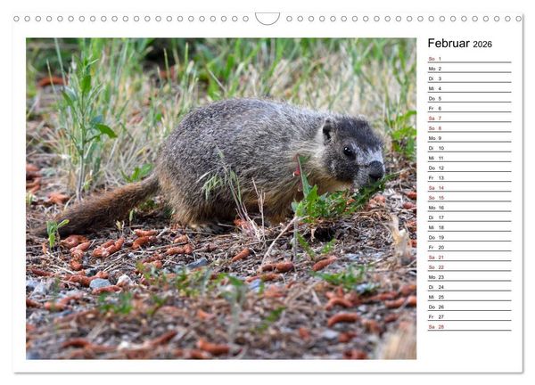 Produktbild: Murmeltiere in Nordamerika (Wandkalender 2026 DIN A3 quer), CALVENDO Monatskalender