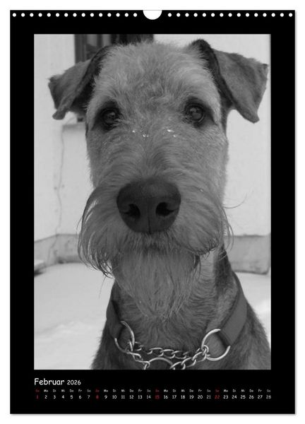 Produktbild: Der Airedale: Portraits eines "Dickkopfes" (Wandkalender 2026 DIN A3 hoch), CALVENDO Monatskalender