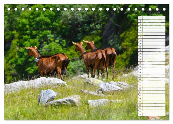 Produktbild: Ziegenfreude (Tischkalender 2026 DIN A5 quer), CALVENDO Monatskalender