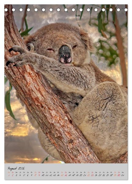 Produktbild: Koala, kleiner B&auml;r (Tischkalender 2026 DIN A5 hoch), CALVENDO Monatskalender