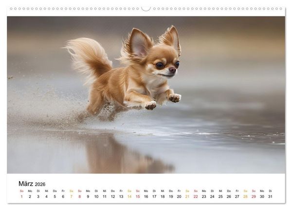 Produktbild: Chihuahua - kleine Energieb&uuml;ndel (hochwertiger Premium Wandkalender 2026 DIN A2 quer), Kunstdruck in Hochglanz