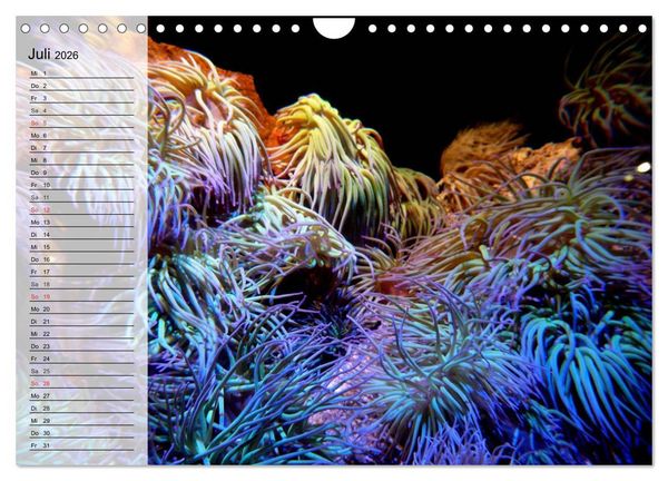 Produktbild: Paradiese im ewigen Blau. Die bunte Unterwasserwelt (Wandkalender 2026 DIN A4 quer), CALVENDO Monatskalender