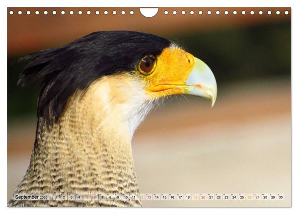 Produktbild: Majest&auml;tische Greifv&ouml;gel (Wandkalender 2026 DIN A4 quer), CALVENDO Monatskalender