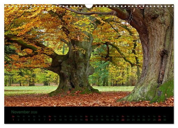Produktbild: Baumgefl&uuml;ster (Wandkalender 2026 DIN A3 quer), CALVENDO Monatskalender
