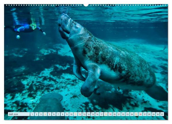 Produktbild: Tauchen - Abenteuer unter Wasser (hochwertiger Premium Wandkalender 2026 DIN A2 quer), Kunstdruck in Hochglanz