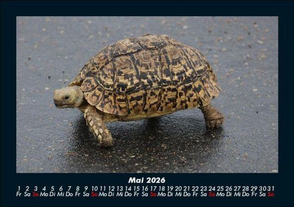 Produktbild: Schildkr&ouml;tenzauber 2026 Fotokalender DIN A5