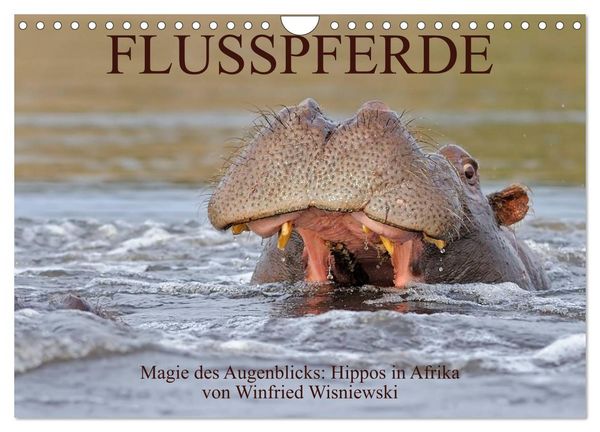 Flusspferde Magie des Augenblicks - Hippos in Afrika (Wandkalender 2026 DIN A4 quer), CALVENDO Monatskalender