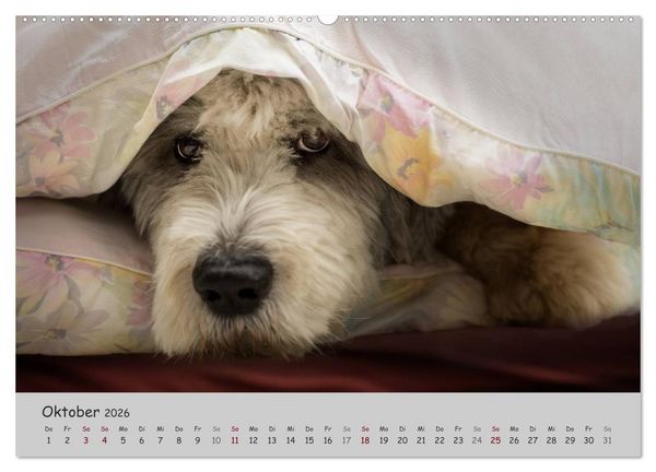 Produktbild: Ein Bobtail namens Miles (Wandkalender 2026 DIN A2 quer), CALVENDO Monatskalender
