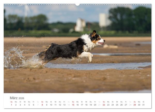 Produktbild: Australian Shepherd 2026 (Wandkalender 2026 DIN A2 quer), CALVENDO Monatskalender