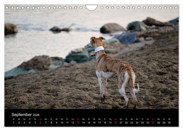 Produktbild: Whippet 2026 (Wandkalender 2026 DIN A4 quer), CALVENDO Monatskalender