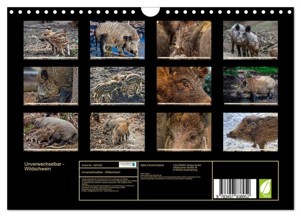 Produktbild: Unverwechselbar - Wildschwein (Wandkalender 2026 DIN A4 quer), CALVENDO Monatskalender