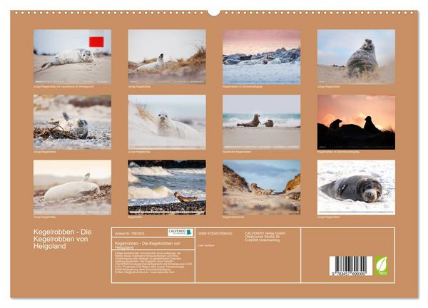 Produktbild: Kegelrobben - Die Kegelrobben von Helgoland (hochwertiger Premium Wandkalender 2026 DIN A2 quer), Kunstdruck in Hochglanz