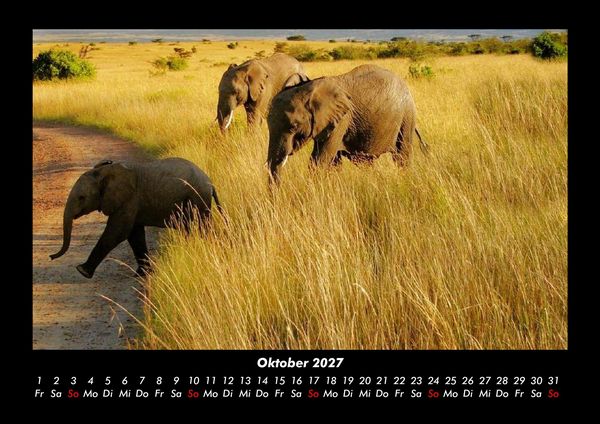 Produktbild: Elefanten 2027 Fotokalender DIN A3