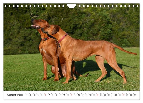 Produktbild: Rhodesian Ridgebacks (Wandkalender 2026 DIN A4 quer), CALVENDO Monatskalender